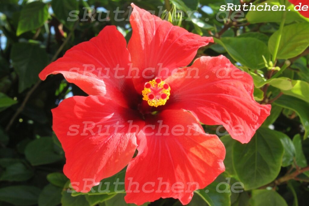 Natur-Blume001 - sRuthchen.de